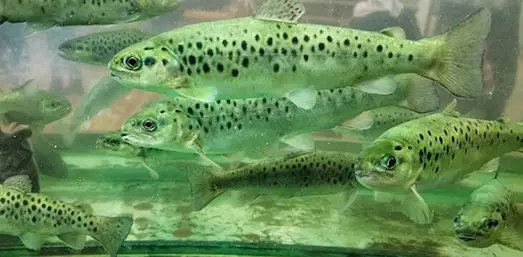 Türkiye’de görülen Abant Alabalığı (Salmo trutta abanticus) türü ve özellikleri