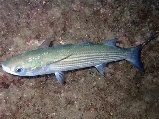 Mezopotamya kefali (Planiliza abu) – Tigris-Euphrates nehirlerinde görülen orta büyüklükte bir kefal balığı.