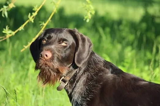 Alman Tel Tüylü Pointer: Deutsch Drahthaaraçık arazide çalışan alman tel tüylü pointer av köpeği