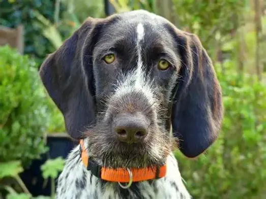 Alman Tel Tüylü Pointer kuş avında avı işaretleyen deutsch drahthaar pointer köpeği