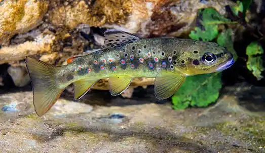 Türkiye’de görülen Anadolu Alabalığı (Salmo trutta macrostigma) türü ve özellikleri