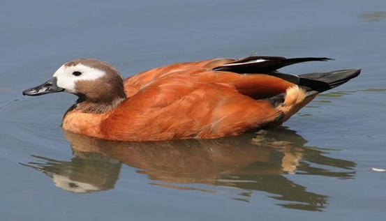 Angıt Ördek: Tadorna ferruginea Yaşam Alanları 2 Angıt Ördek Açık arazide duran Angıt ördeği (Tadorna ferruginea) doğal habitatında.