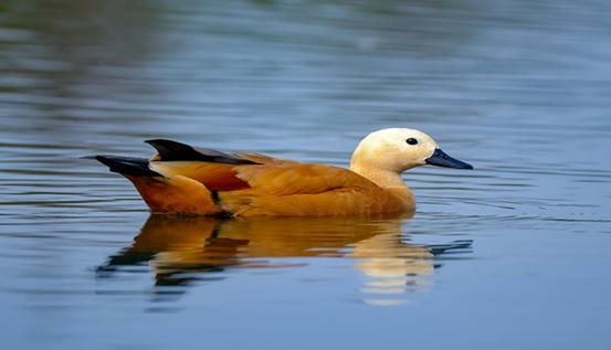 Angıt Ördek: Tadorna ferruginea Yaşam Alanları 1 Angıt Ördek Sulak alanda gezen Angıt ördeği (Tadorna ferruginea) doğal yaşam alanında.