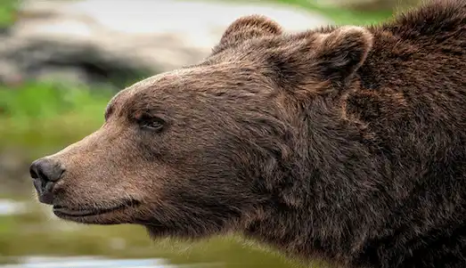 Ayı (Ursus arctos) Türkiye’de ormanlık bölgelerde yaşayan kahverengi ayı (Ursus arctos), doğal yaşam alanında görülmektedir.