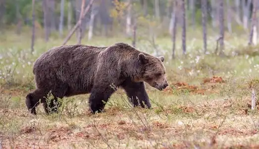 Ayı (Ursus arctos) Türkiye’de dağlık ve ormanlık alanlarda yaşayan kahverengi ayı (Ursus arctos) doğal ortamında görülmektedir.