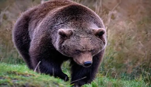 Ayı (Ursus arctos) Doğal ortamında yürüyor