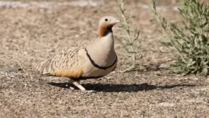Bayağı Bağırtlak : Avcılar İçin Vazgeçilmez Kuş 1 Avcı, Bağırtlak kuşunu avlamak için hazırlık yaparken, sabır ve strateji gerektiren bir süreçten geçmektedir.