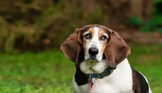Basset Hound tavşan av köpeği özellikleri