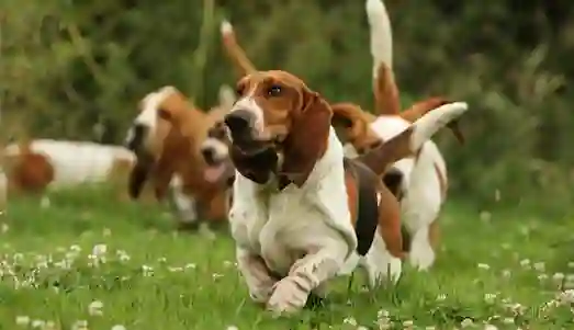 Basset Hound Tavşan avında iz sürüyor