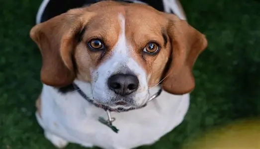 Beagle Av Köpeği performansı