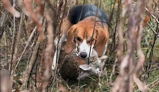 Beagle Av Köpeği Tavşan av köpeği Beagle