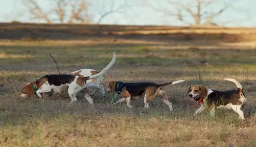 Beagle Av Köpeği tavşan av köpeği özellikleri