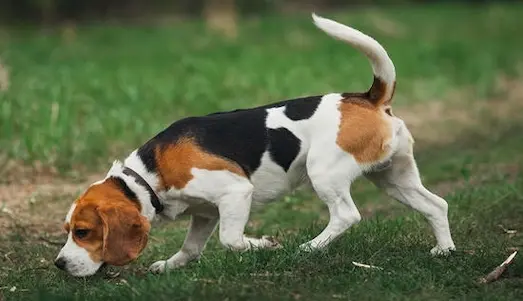 Beagle Av Köpeği Tavşan avında iz sürerken