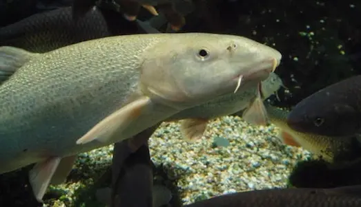 Bıyıklı Balık: Barbus barbus Özellikleri Nedir 9 Bıyıklı Balık Bıyıklı balığın ağız yapısı ve bıyıkları