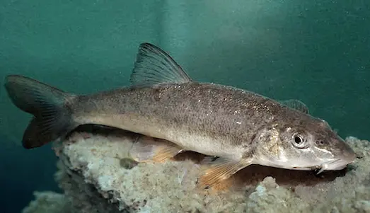 Bıyıklı Balık: Barbus barbus Özellikleri Nedir 3 Bıyıklı Balık Akarsuda yüzen bıyıklı balık Barbus barbus