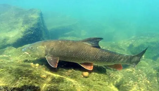 Bıyıklı Balık: Barbus barbus Özellikleri Nedir 2 Bıyıklı Balık Çakıllı nehir tabanında bıyıklı balık