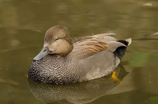 Boz Ördek Su üzerinde birlikte yüzen iki Boz ördek.