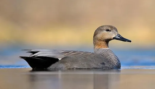 Boz Ördek Göl kenarında beslenirken görüntüsü.