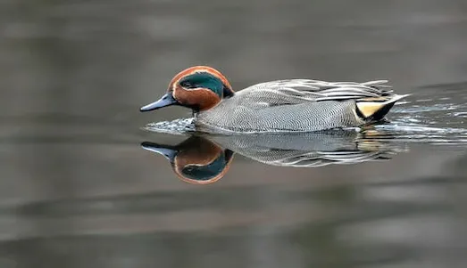 Çamurcun Ördeği: Yaşam Döngüsü ve Yaşam Alanı 1 Çamurcun Ördek Sazlıkta beslenen kahverengi desenli dişi Çamurcun ördeği.