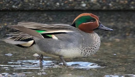 Çamurcun Ördeği: Yaşam Döngüsü ve Yaşam Alanı 2 Çamurcun Ördek Sulak alanda duran yeşil baş bantlı erkek Çamurcun ördeği.