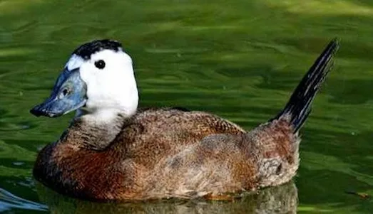 Dikkuyruk Ördek - Özellikleri ve Yaşam Alanları 1 Dikkuyruk Ördek doğal yaşam alanı