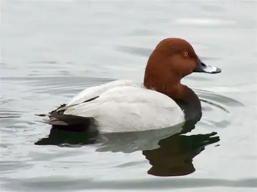 Elmabaş Patka Göl yüzeyinde kışlama döneminde toplanmış elmabaş patka sürüsü