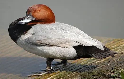 Elmabaş Patka Tatlı su gölünde yüzen, kızıl başlı erkek