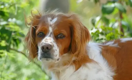Epagneul Breton Av Köpeği Brittany özellikleri gereği kuş getirme eğitiminde