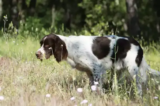 Fransız Spaniel açık arazide çalışan fransız spaniel av köpeği