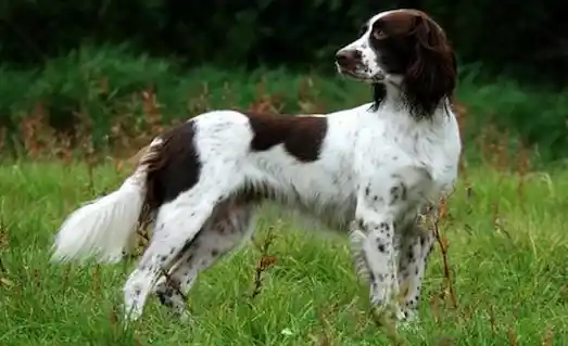 Fransız Spaniel kuş avında avı işaretleyen fransız spaniel köpeği