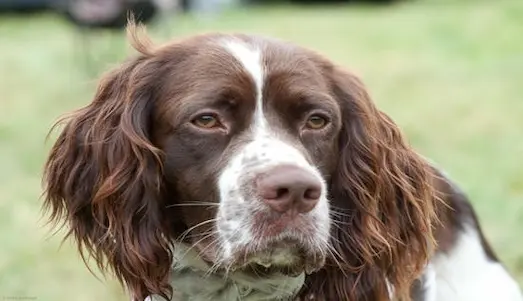 Fransız Spaniel (Épagneul Français) av köpeği