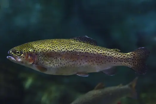 Türkiye’de görülen Gökkuşağı Alabalığı (Oncorhynchus mykiss) türü ve özellikleri