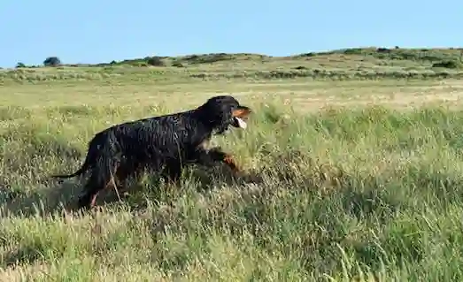 Gordon Setter merada av arıyor