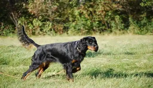 Gordon Setter kuş avında avı işaretliyor.