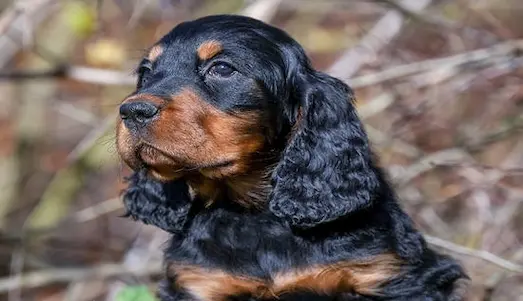 Gordon Setter açık arazide çalışan gordon setter av köpeği