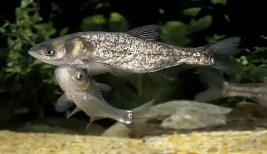 Gümüş Sazanı vücut ve baş yapısı