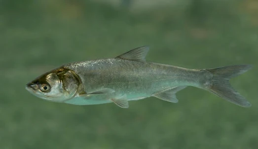 Gümüş Sazanı Baraj gölünde yakalanan gümüş sazanı