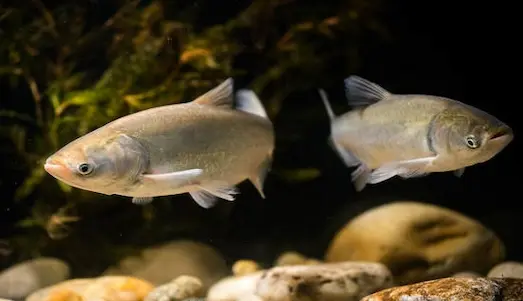 Gümüş Sazanı Tatlı suda yaşayan gümüş sazanı balığı