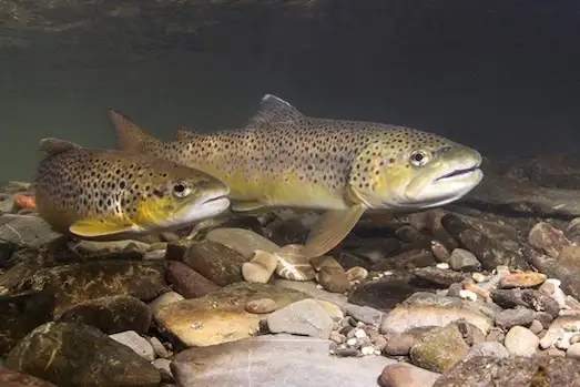 Kahverengi Alabalık (Salmo trutta) doğal yaşam alanında