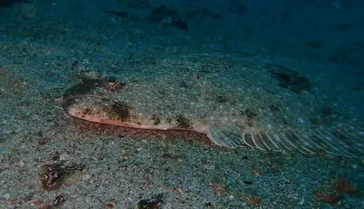 Kalkan Balığı Kalkan balığının gözleri ve geniş gövdesini gösteren yakın plan fotoğraf.