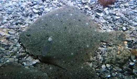 Kalkan Balığı Deniz tabanında kamufle olmuş kalkan balığı