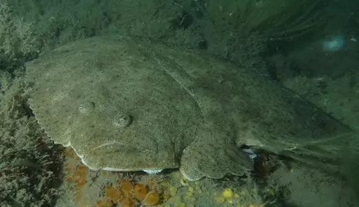 Kalkan Balığı Kumlu zemine kamufle olmuş yassı kalkan balığı yakın çekim.