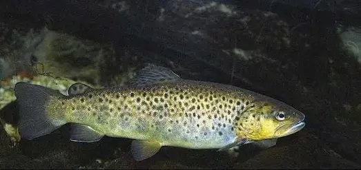 Türkiye’de görülen Karadeniz Alabalığı (Salmo labrax) türü ve özellikleri