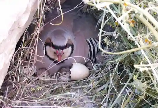 Kınalı Keklik Yaşam Alanı ve Temel Özellikleri 2 Kınalı Keklik Kınalı kekliğin yakın plandan yeni doğmuş yavruların görünümü