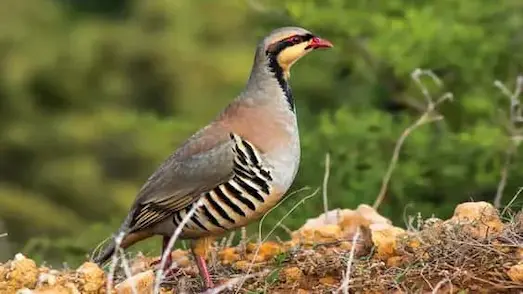 Kınalı Keklik Yaşam Alanı ve Temel Özellikleri 1 Kınalı Keklik Kayalık arazide etrafını gözlüyor