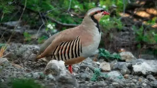 Kınalı Keklik Yaşam Alanı ve Temel Özellikleri 3 Kınalı Keklik Doğal habitatında yürüyen kınalı keklik
