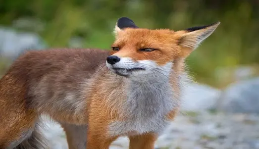 Kızıl Tilki Türkiye’de ormanlık ve dağlık alanlarda yaşayan kızıl tilki (Vulpes vulpes) doğal ortamında görülüyor.