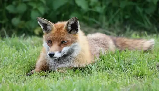 Kızıl Tilki Dağlık ve ormanlık alanlarda avlanan Türkiye kızıl tilkisi (Vulpes vulpes) sürü veya tek başına hareket ediyor.