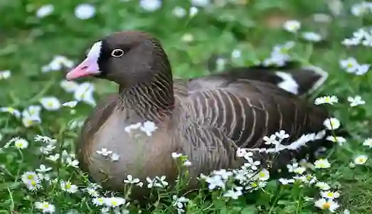 Küçük Sakarca Kazı sürüsü otluk alanda