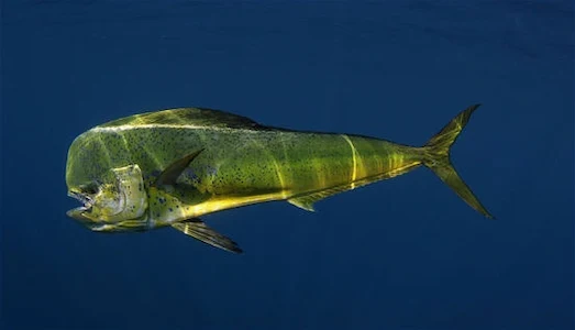 Lambuka Hareket ederken renk değiştiren lambuka balığı yakın çekimi.